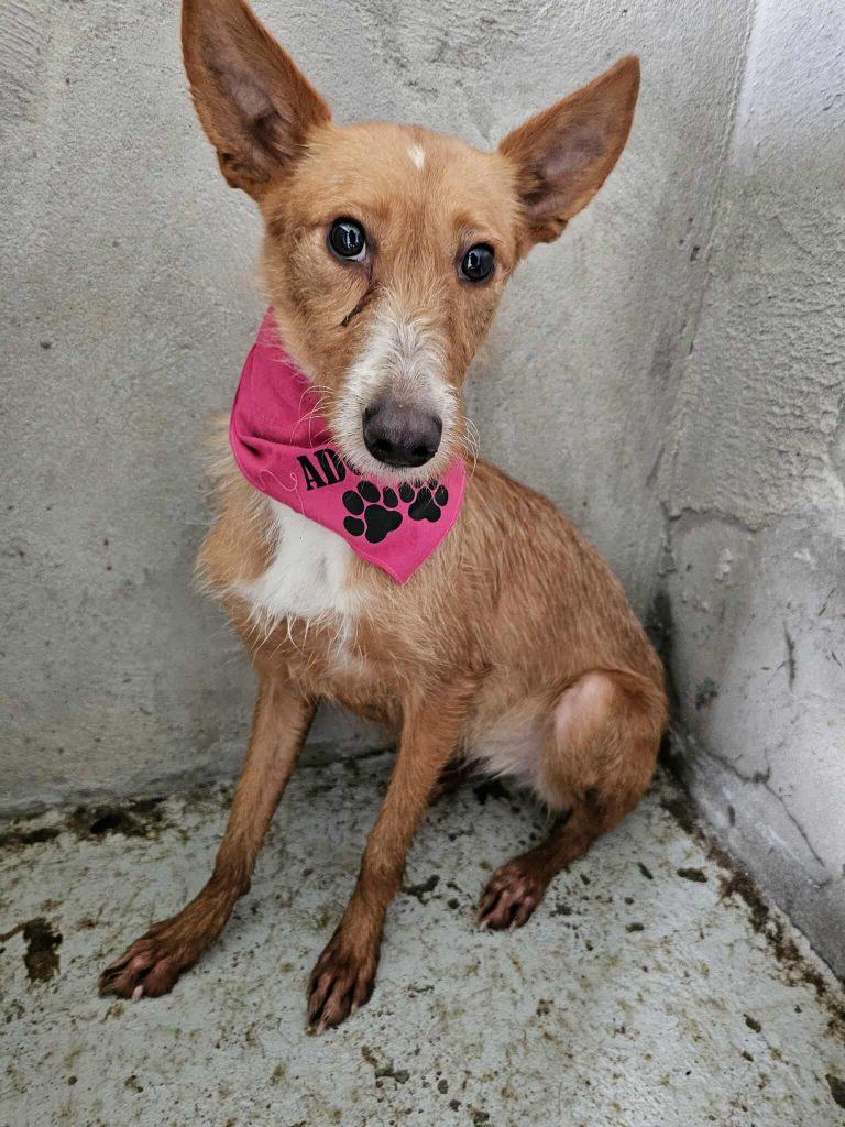 Toquinha – Hund Mischling sucht ein Zuhause in Portugal