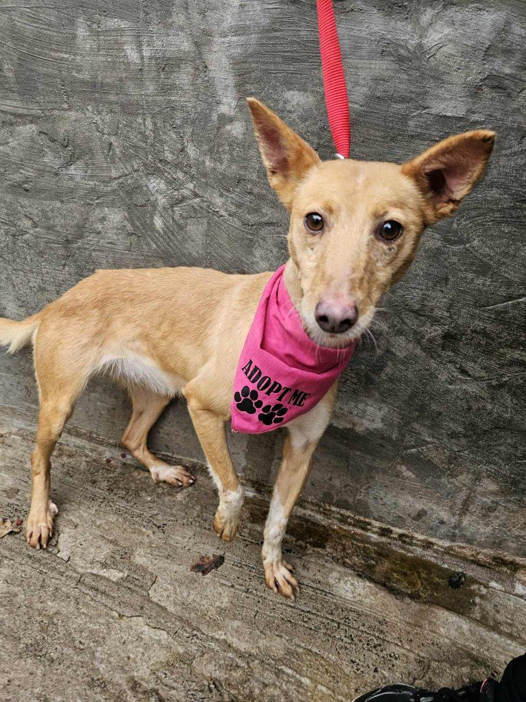 Formiga – Hund Mischling sucht ein Zuhause in Portugal