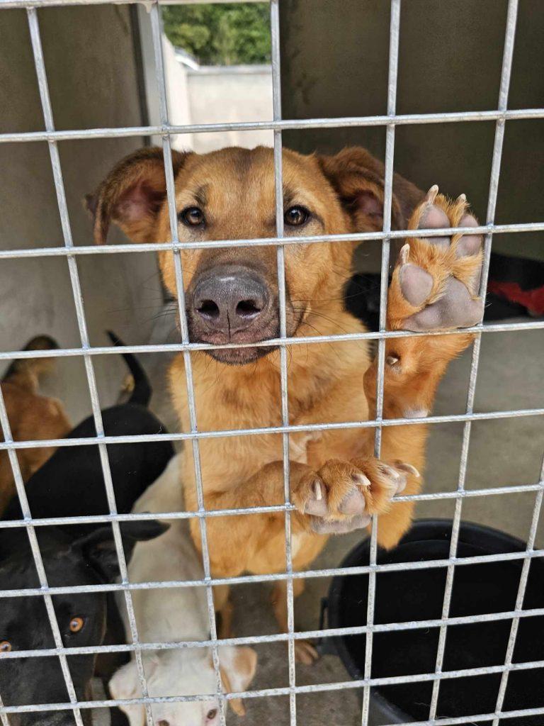 Henriette – Hund Mischling sucht ein Zuhause in Portugal