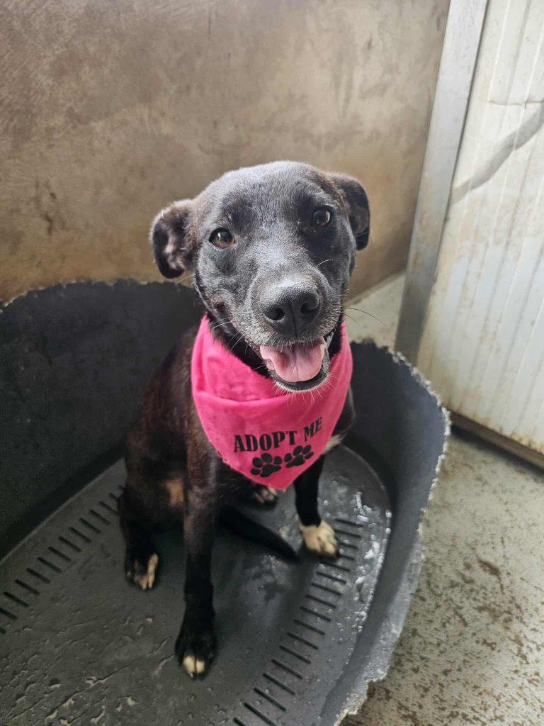 Penny  – Hund Mischling sucht ein Zuhause in Portugal