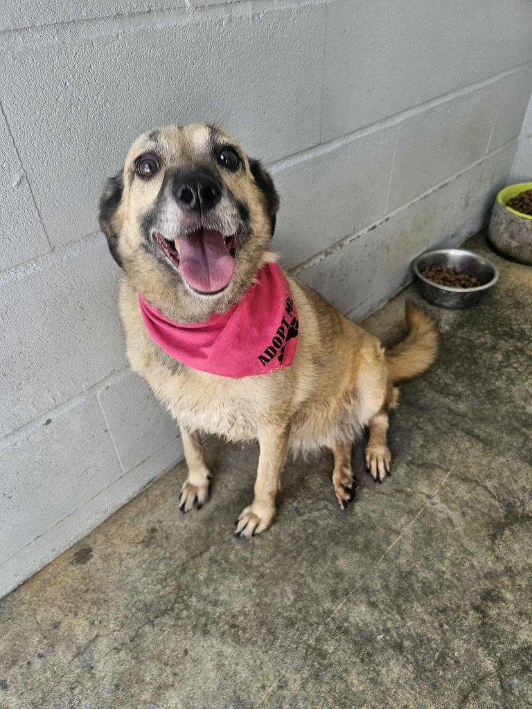 Pepper – Hund Mischling sucht ein Zuhause in Portugal