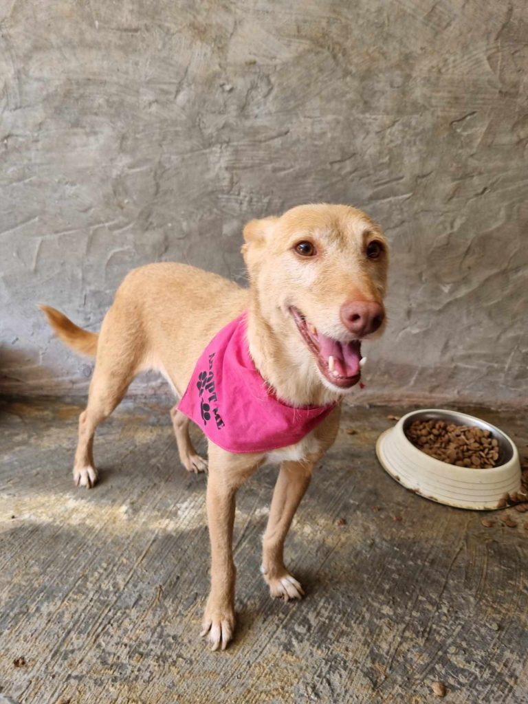 Boneca – Hund Mischling sucht ein Zuhause in Portugal