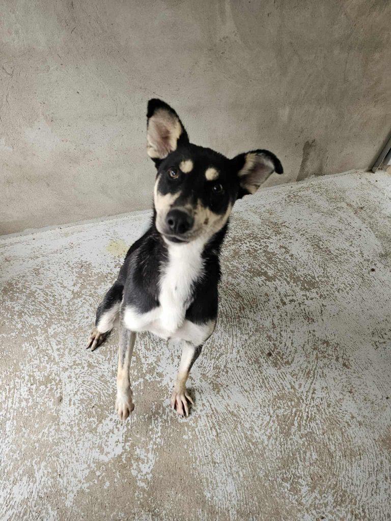 Lua Mischling – Hund Mischling sucht ein Zuhause in Portugal