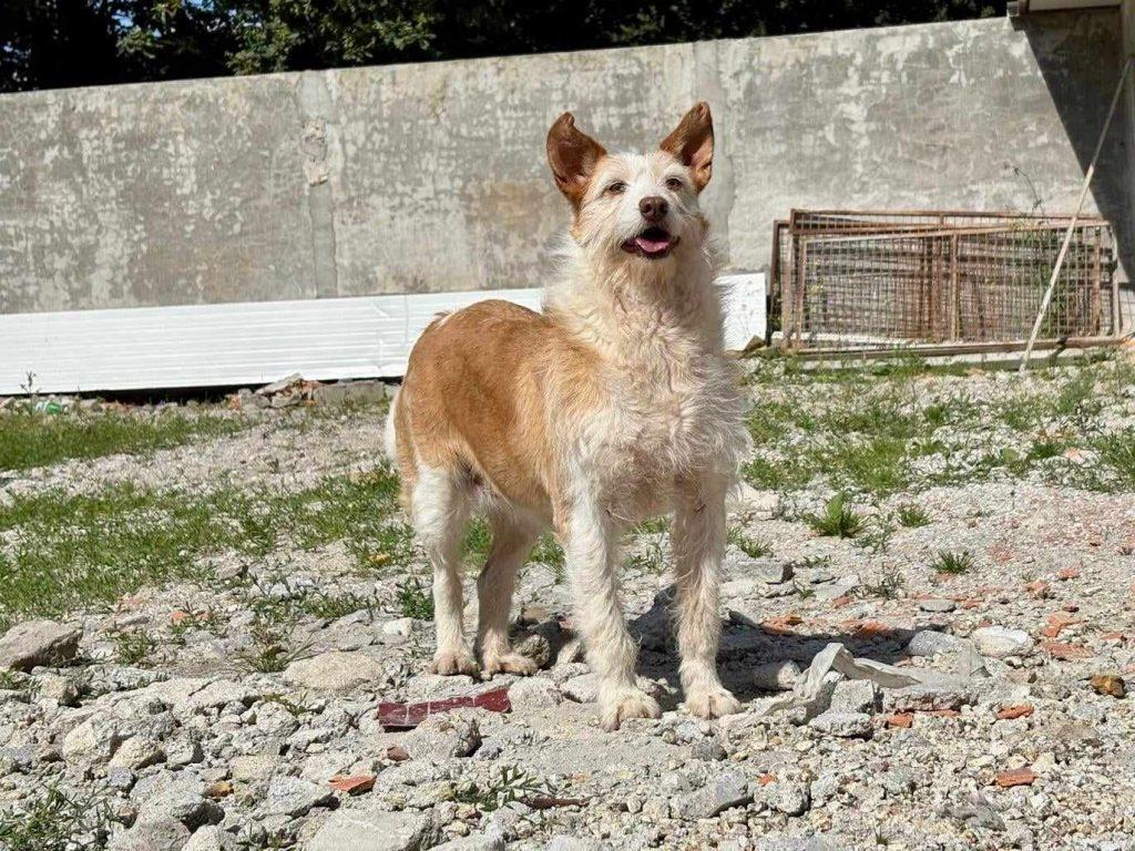 Dumba – Hund Mischling sucht ein Zuhause in Portugal