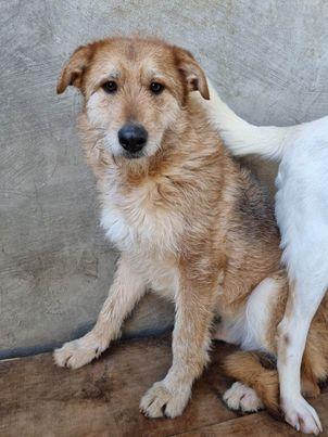 Mia Mischling – Hund Mischling sucht ein Zuhause in Portugal
