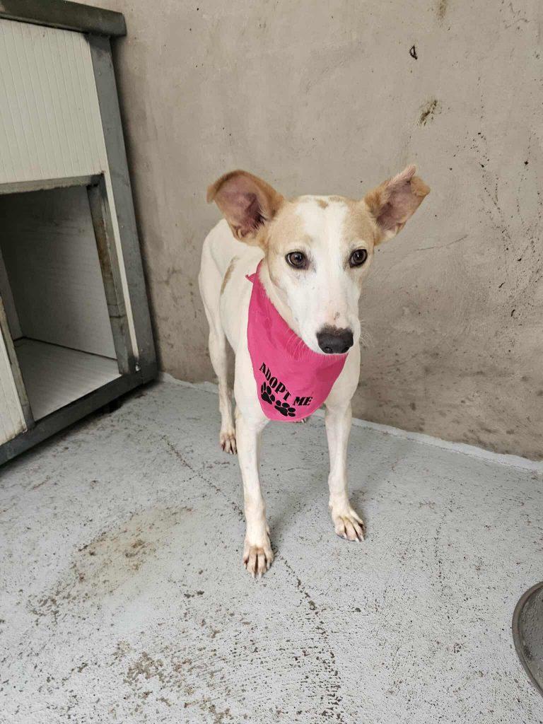Fininha – Hund Mischling sucht ein Zuhause in Portugal