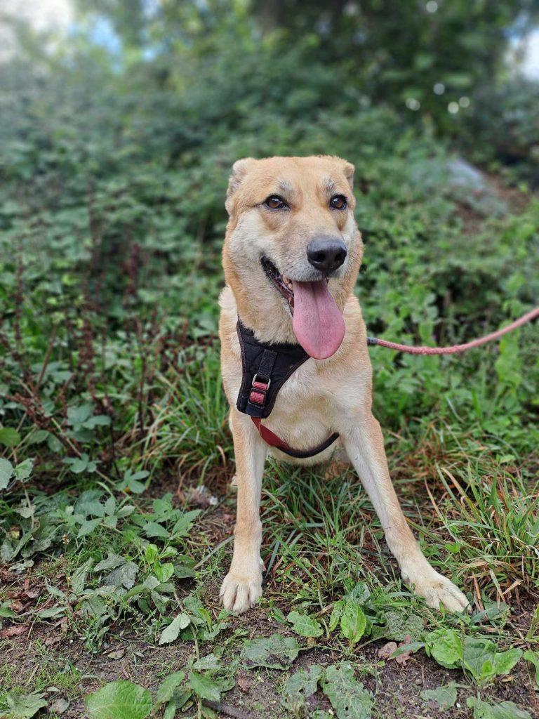 Pastora – Hund Mischling sucht ein Zuhause in Portugal