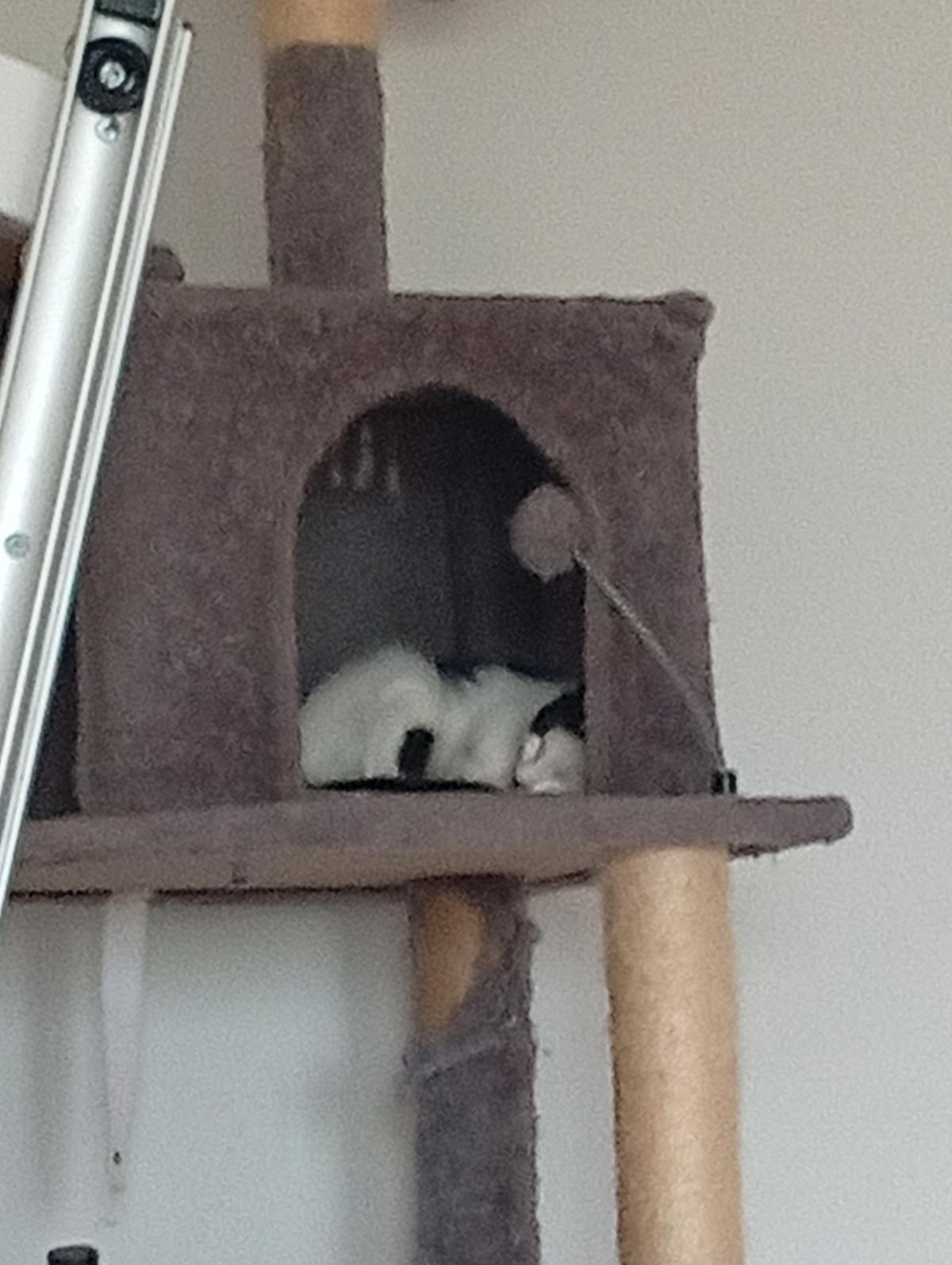 BKH 1 Kitten Kätzchen Lucy 17 Wochen alt sucht ein liebes volles warmes Zuhause  – Katze Britisch Kurzhaar sucht ein Zuhause in Leipzig 