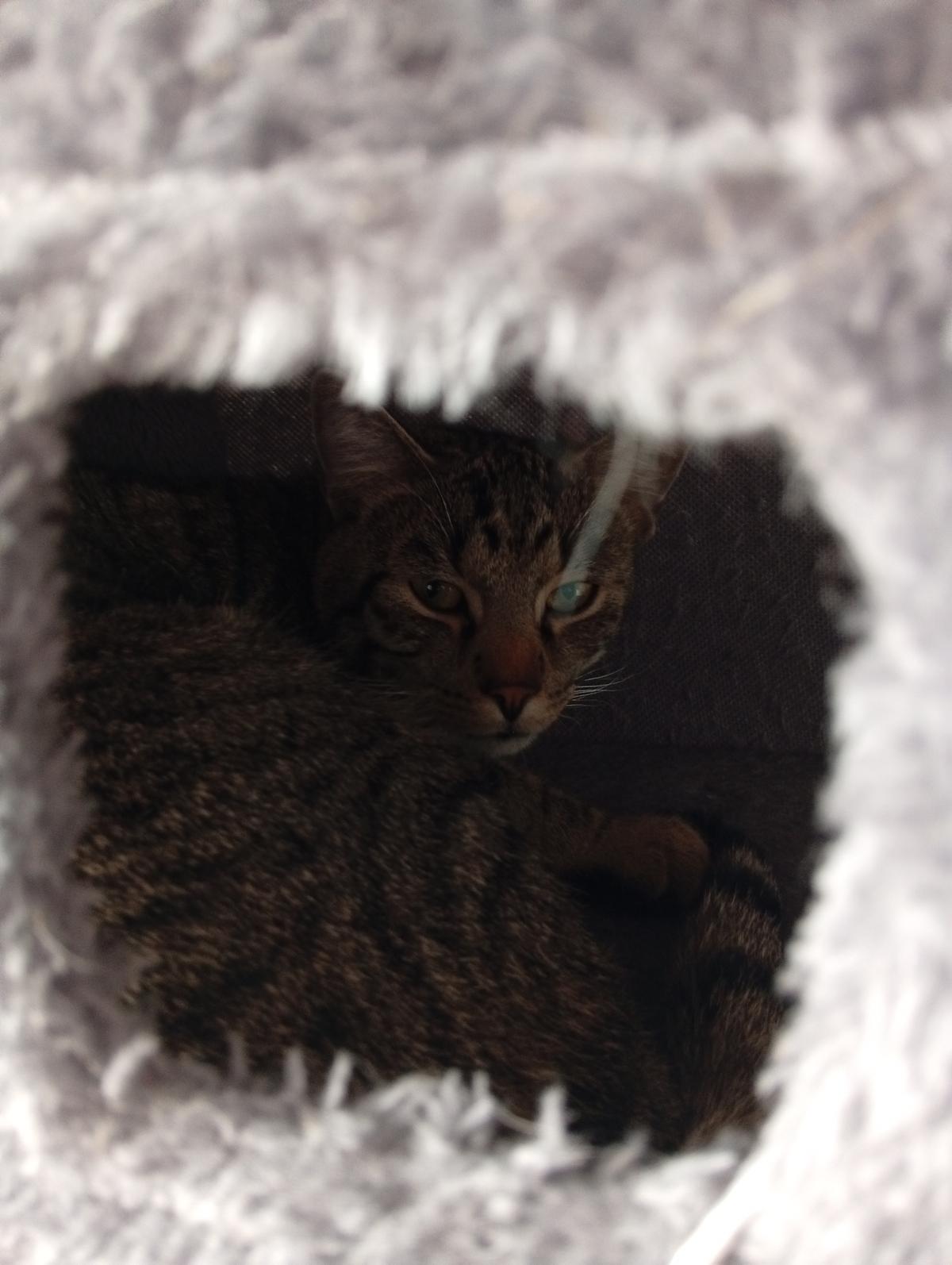 BKH 2 Kater Brüder Idefix & Benchy 1 Jahr & 6 Monate alt suchen ein liebes volles warmes Zuhause  – Katze Britisch Kurzhaar sucht ein Zuhause in Leipzig 