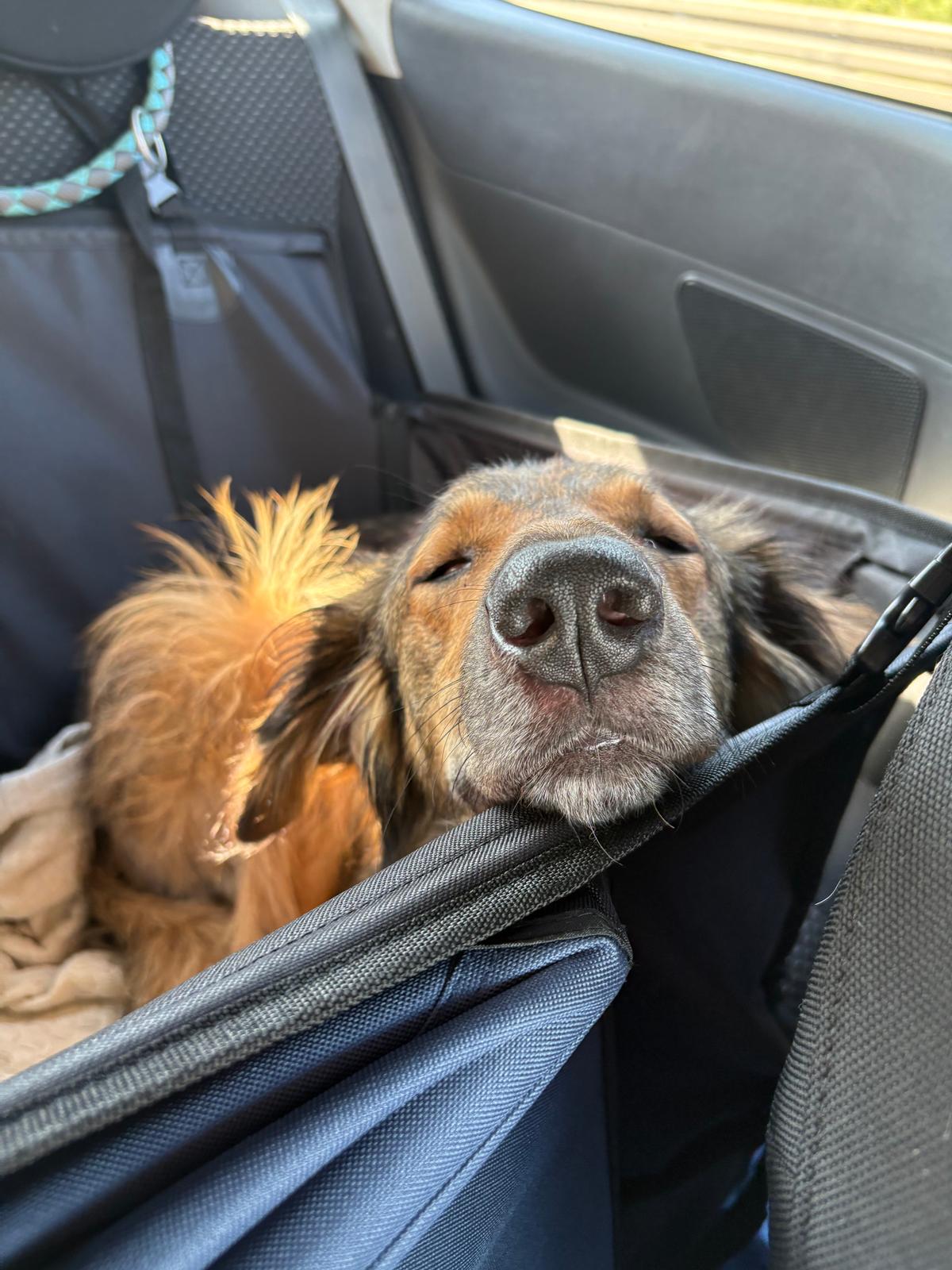 Süßer Knoppers (jetzt Sheldon/Shelly) sucht Pflegestelle oder ein für immer zu Hause💛 – Hund Mischling sucht ein Zuhause in Dresden