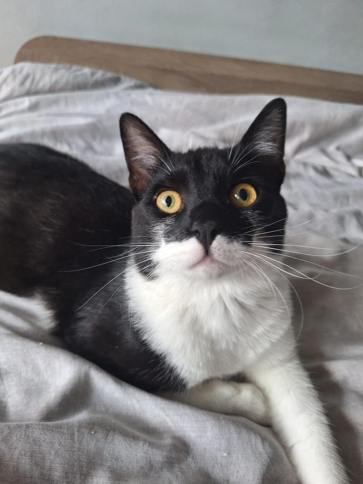Paco -- liebevoller Charmeur und Clown (Tierschutz) – Katze sucht ein Zuhause in Much