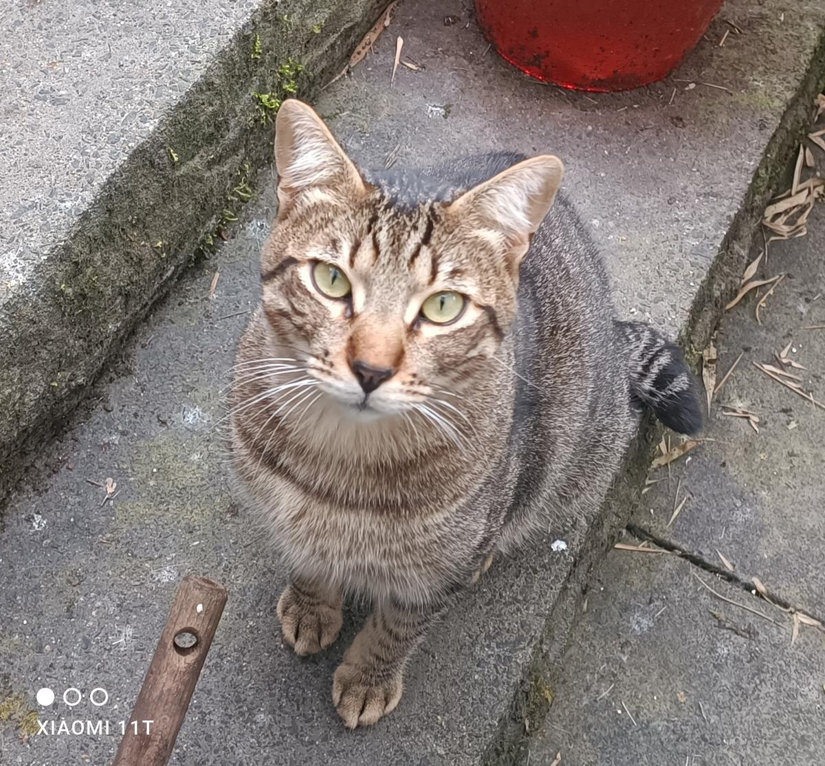 Nico -- Herzenskater sucht seine Menschen (Tierschutz) – Katze Europäisch Kurzhaar sucht ein Zuhause in Much
