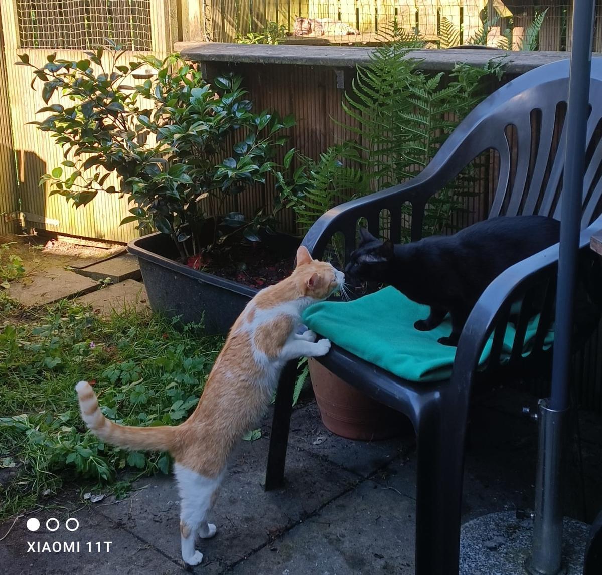 Fidi & Peach -- unser schwarz-rotes Dreamteam – Katze Europäisch Kurzhaar sucht ein Zuhause in Much