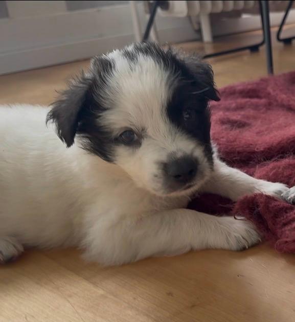 Charlie sucht sein Zuhause – Hund Herdenschutzhund-Mix sucht ein Zuhause in München