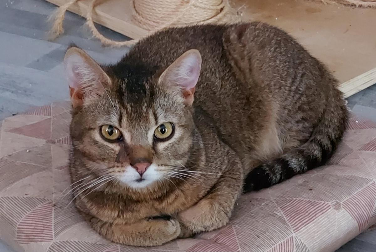 🐾 Kleiner Herzensbrecher sucht sein Für-Immer-Zuhause 🐾 – Katze Europäisch Kurzhaar sucht ein Zuhause in Herzhorn