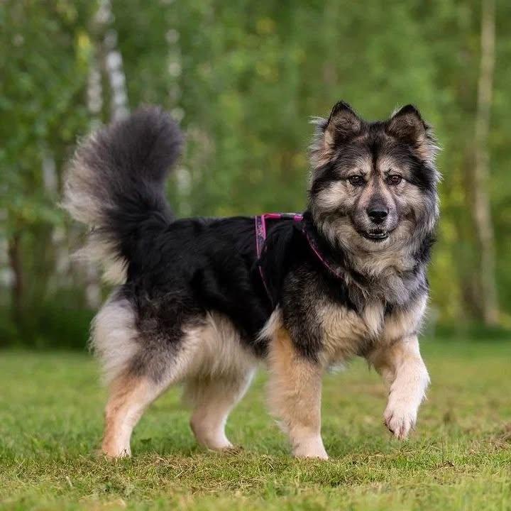 Wuschelige FREYA sucht ein schönes Zuhause! – Hund sucht ein Zuhause in Bad Bevensen