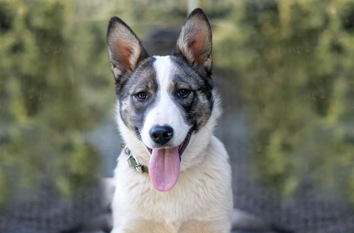 Schlaue ZOLLI sucht ein liebevolles Zuhause – Hund Mischling sucht ein Zuhause in Bad Bevensen