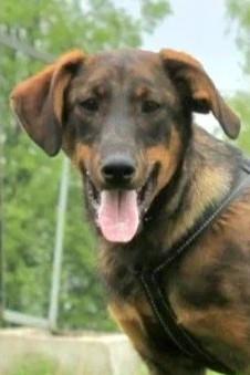 Schlauer BEN sucht ein liebevolles Zuhause – Hund Mischling sucht ein Zuhause in Bad Bevensen