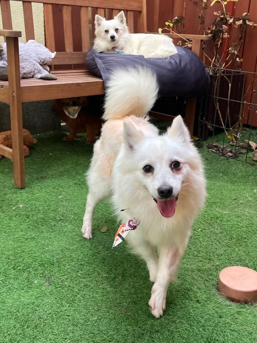 Amy Kleinspitz – Hund sucht ein Zuhause in Ungarn