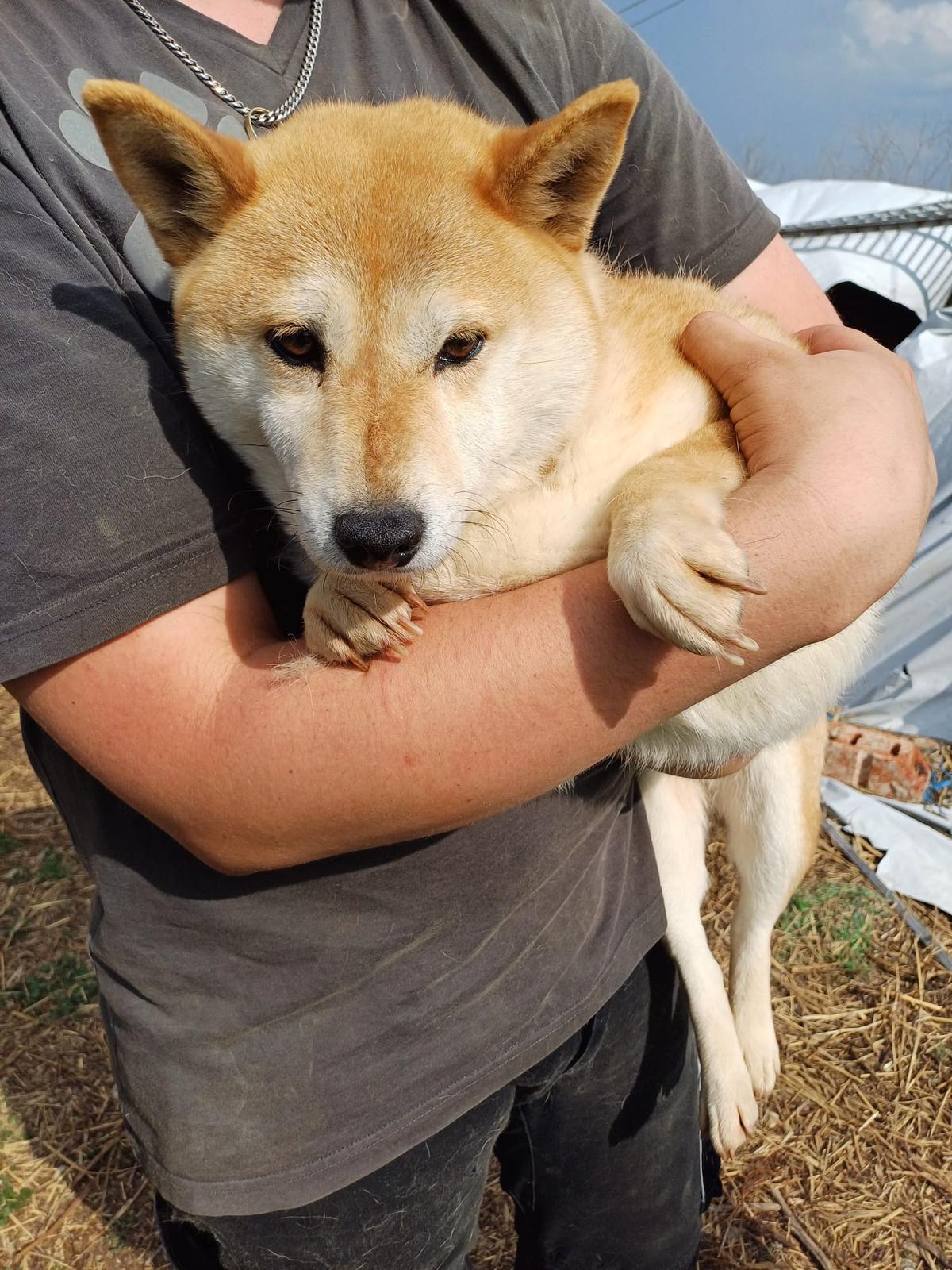 Domino Shiba Inu – Hund Shiba Inu sucht ein Zuhause in Ungarn