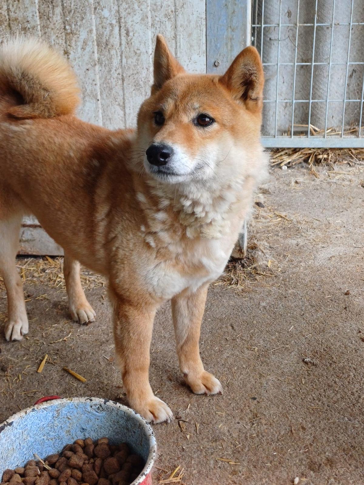 Skyla Shiba Inu sucht ihr Zuhause – Hund Shiba Inu sucht ein Zuhause in Ungarn