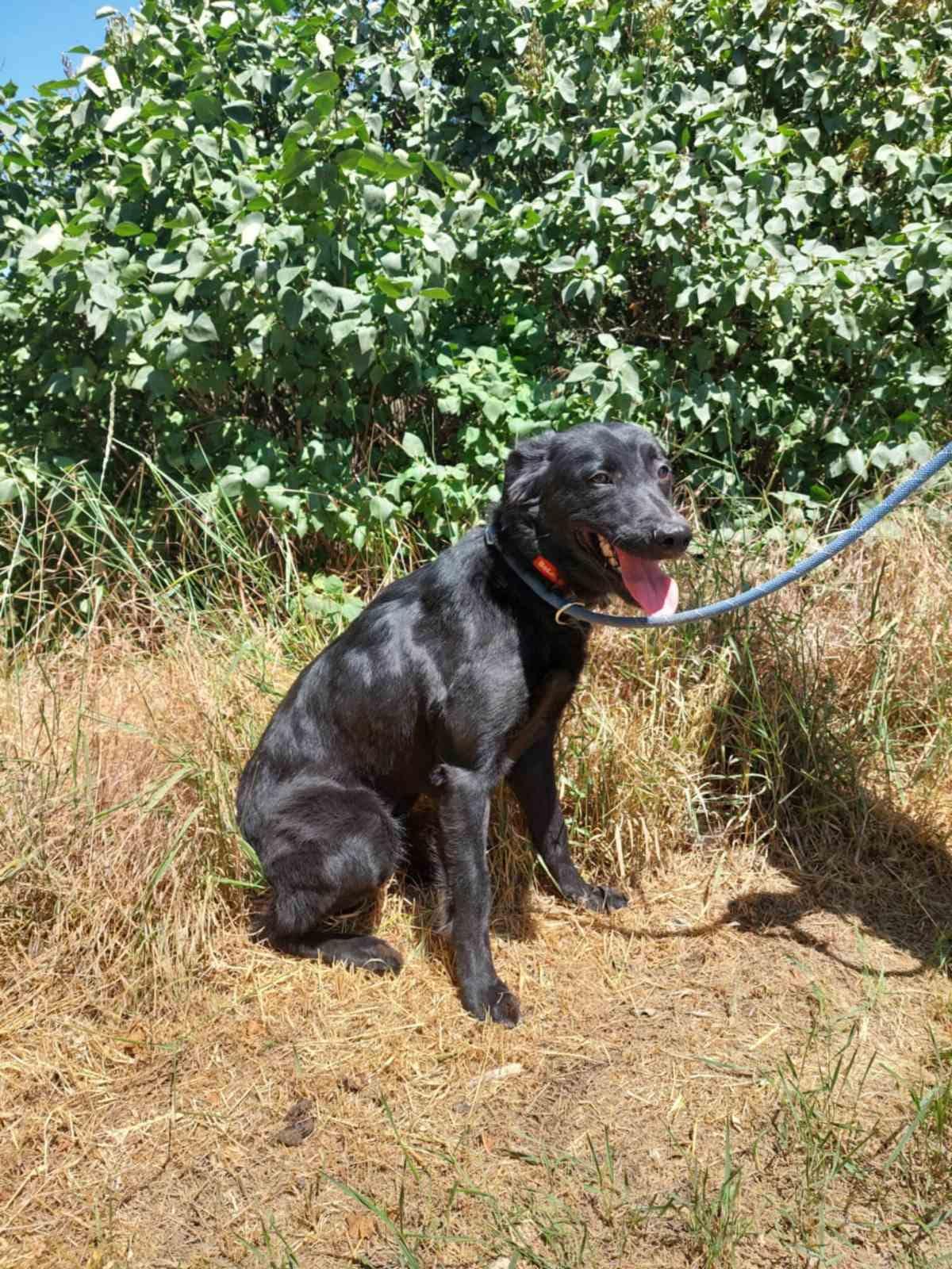 Letti  – Hund Retriever-Mix sucht ein Zuhause in Ungarn