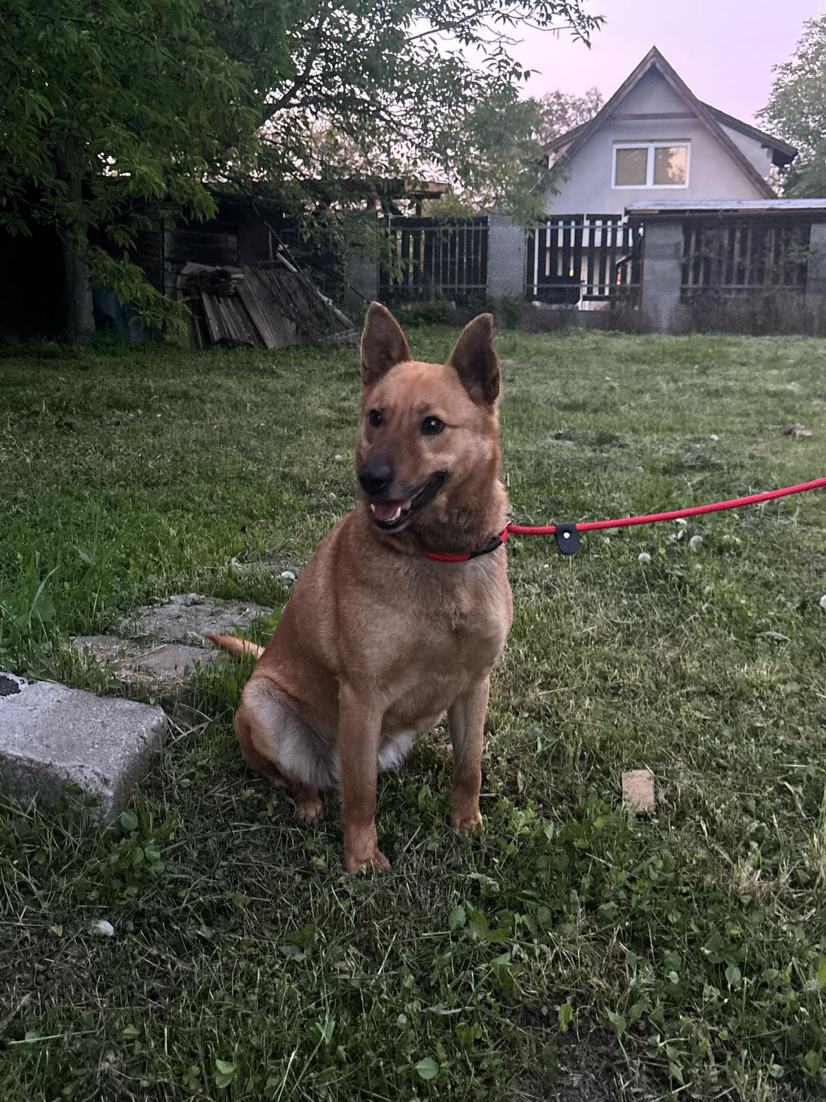 Fanni Schäferhund Mix – Hund Schäferhund-Mix sucht ein Zuhause in Ungarn