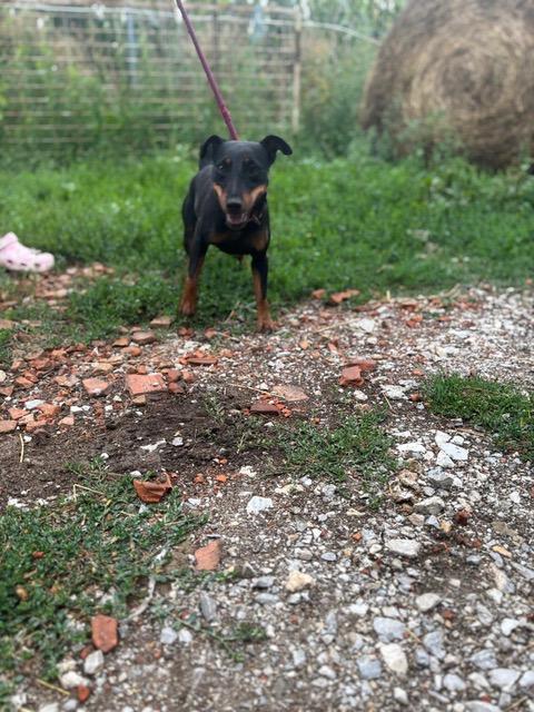 Masni Jagdterrier – Hund Terrier-Mix sucht ein Zuhause in Ungarn