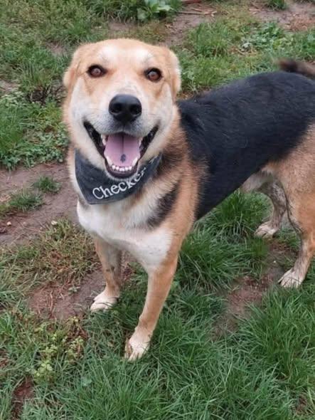 Mizuki Beagle Schäferhund Mix sucht ihre Familie – Hund Schäferhund-Mix sucht ein Zuhause in Ungarn