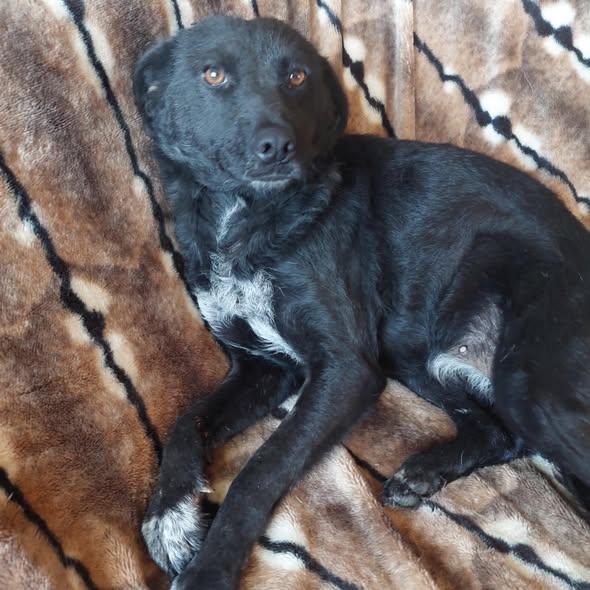 Frida Mischling – Hund Mischling sucht ein Zuhause in Ungarn