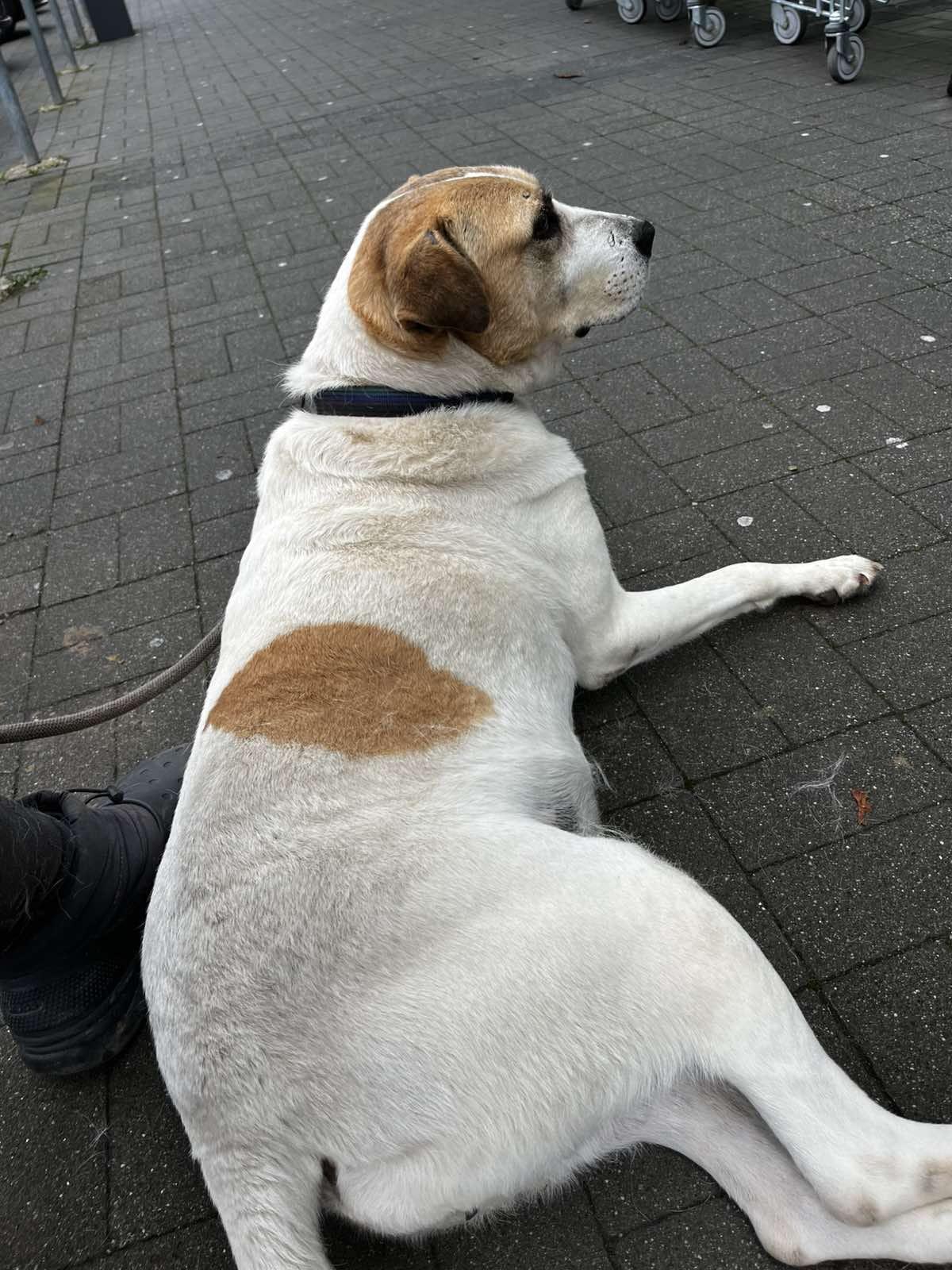 Lilly Ungarische Bracke – Hund Mischling sucht ein Zuhause in Ungarn