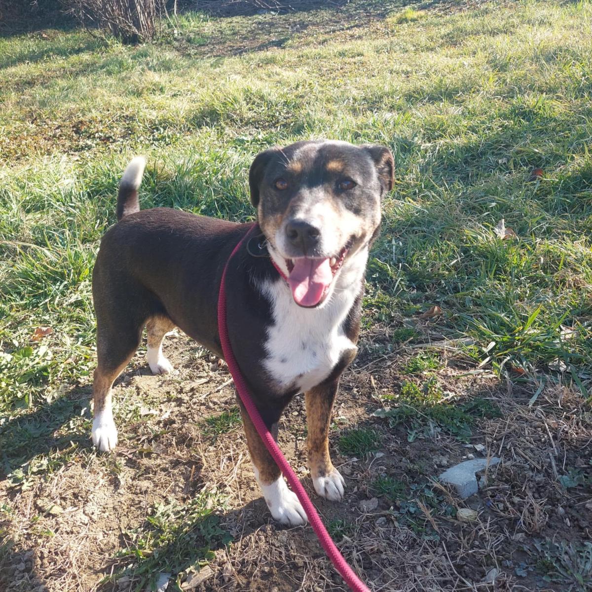 Zsuzsi  – Hund Mischling sucht ein Zuhause in Ungarn