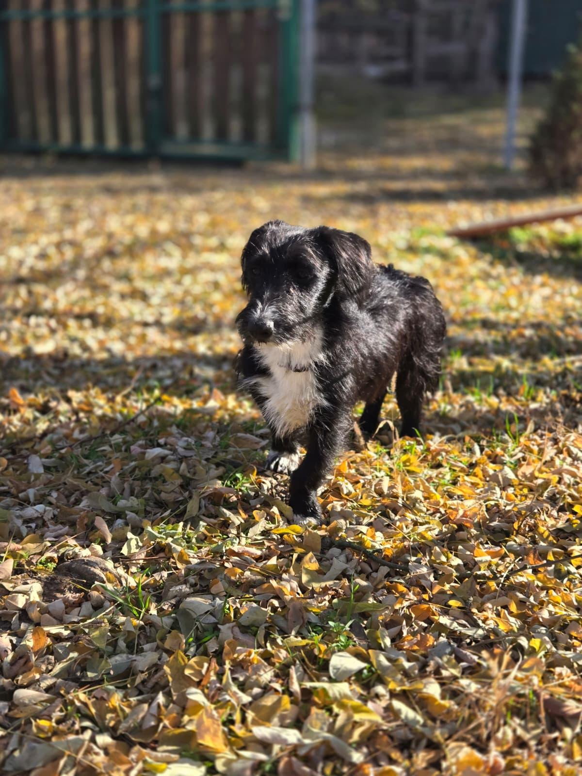 Bogyo – Hund Terrier-Mix sucht ein Zuhause in Ungarn
