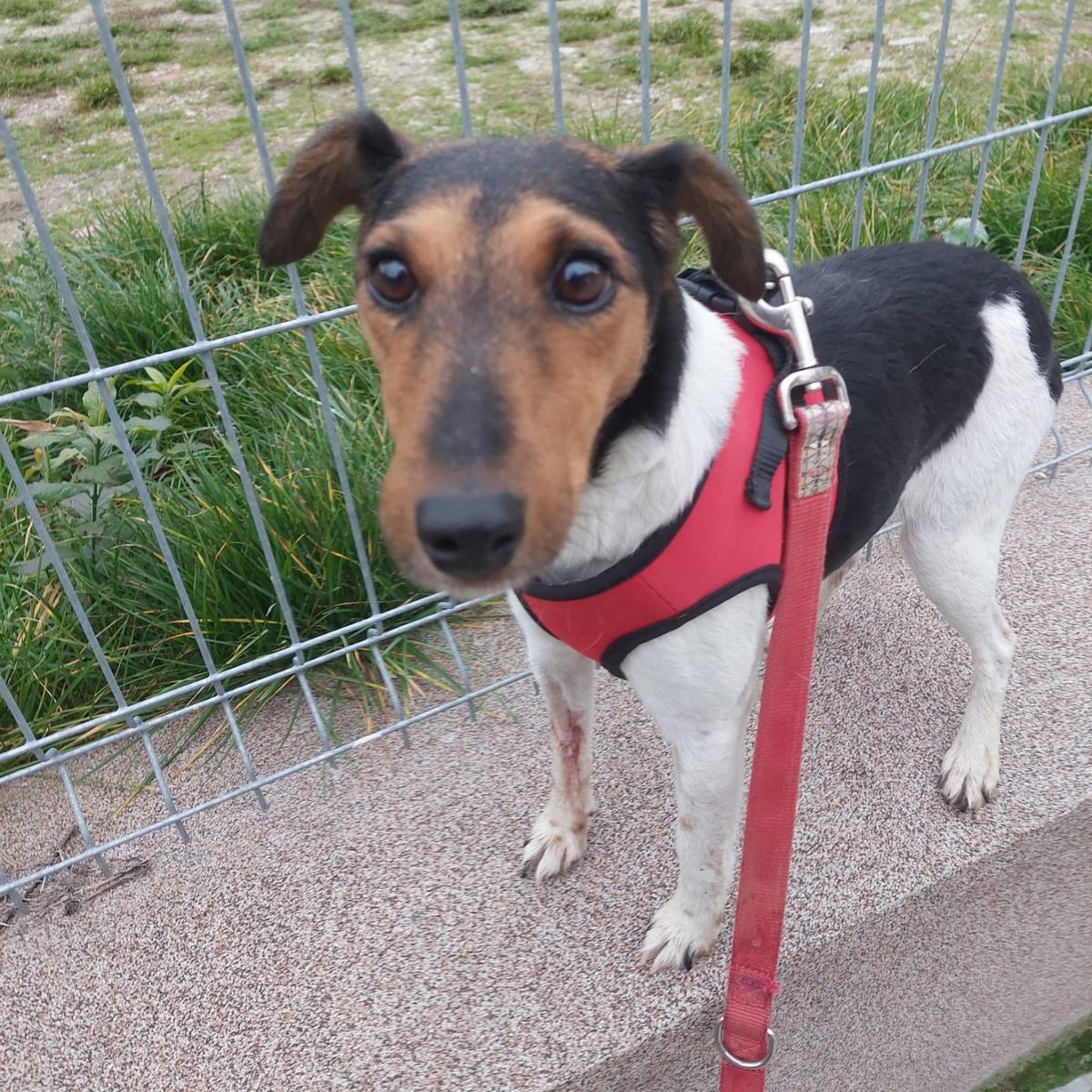 Mazsola Fox Terrier – Hund Fox Terrier sucht ein Zuhause in Ungarn