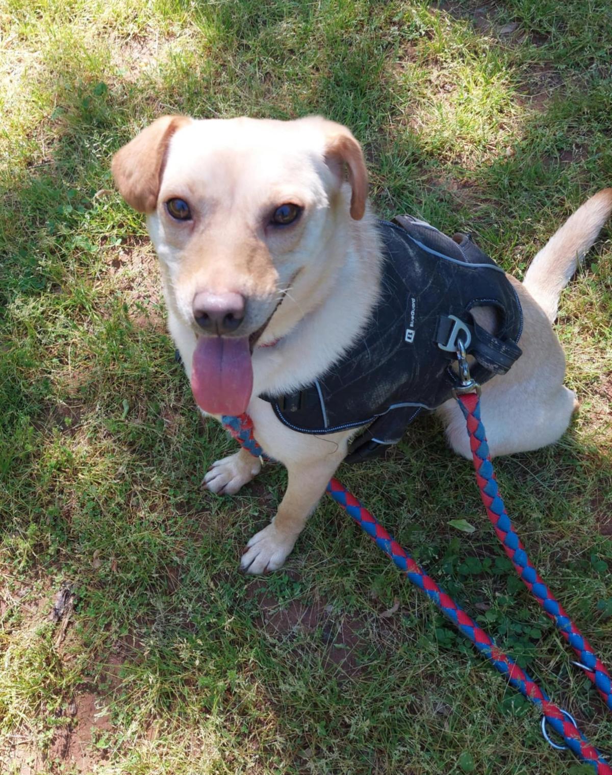 Lola Mischling – Hund Mischling sucht ein Zuhause in Ungarn