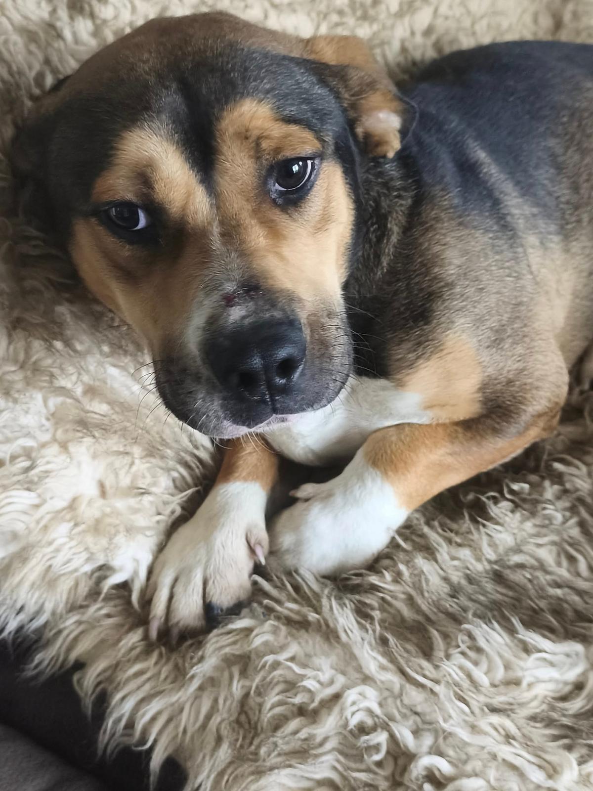 Sunny Mischling – Hund Mischling sucht ein Zuhause in Ungarn