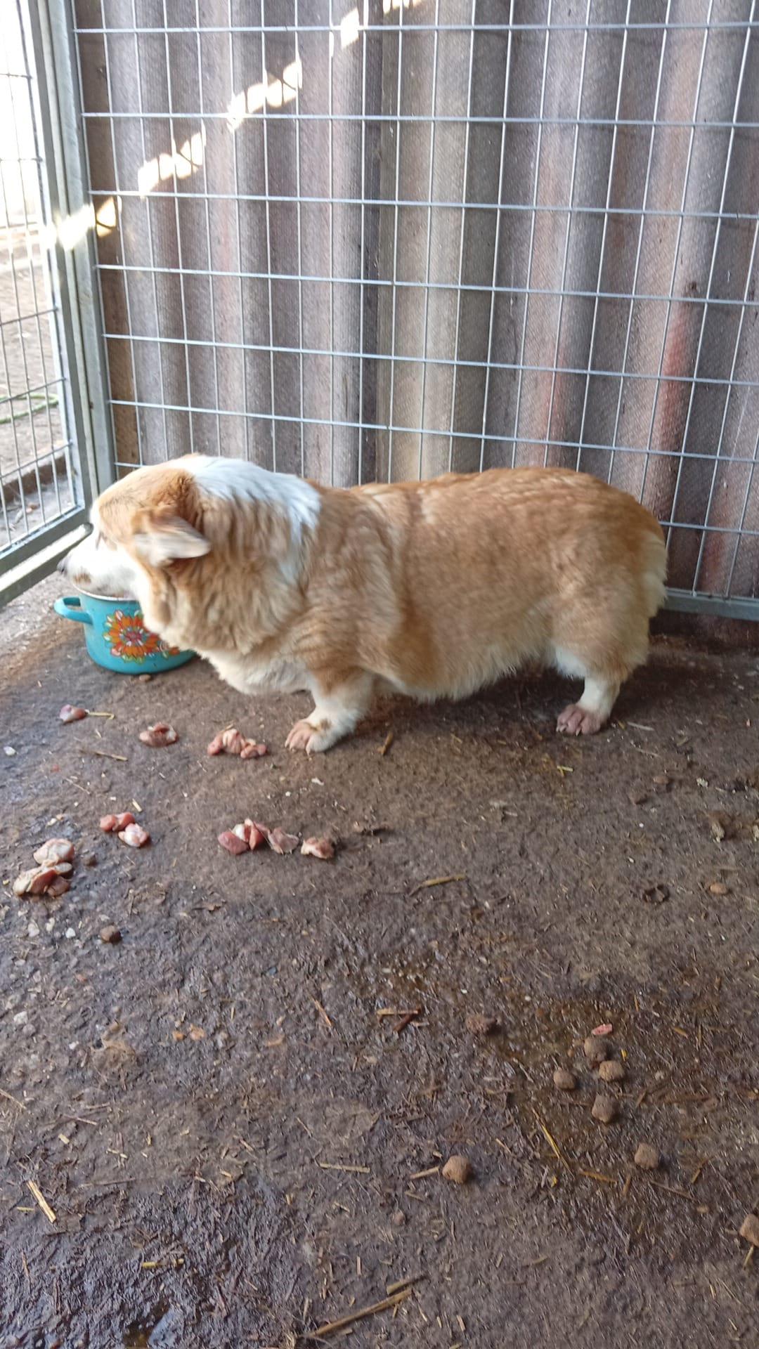 Masa Welsh Corgi Pembroke – Hund Mischling sucht ein Zuhause in Ungarn