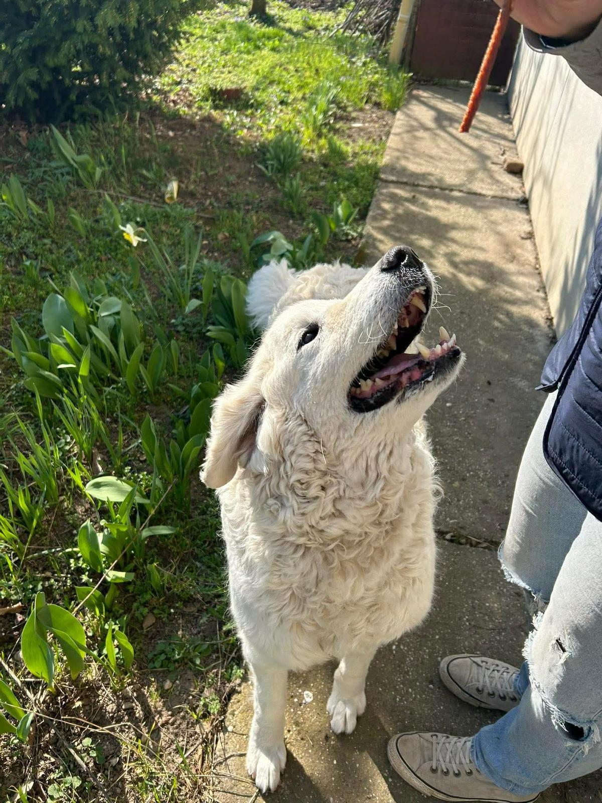 Suzy Mischling  – Hund Mischling sucht ein Zuhause in Ungarn
