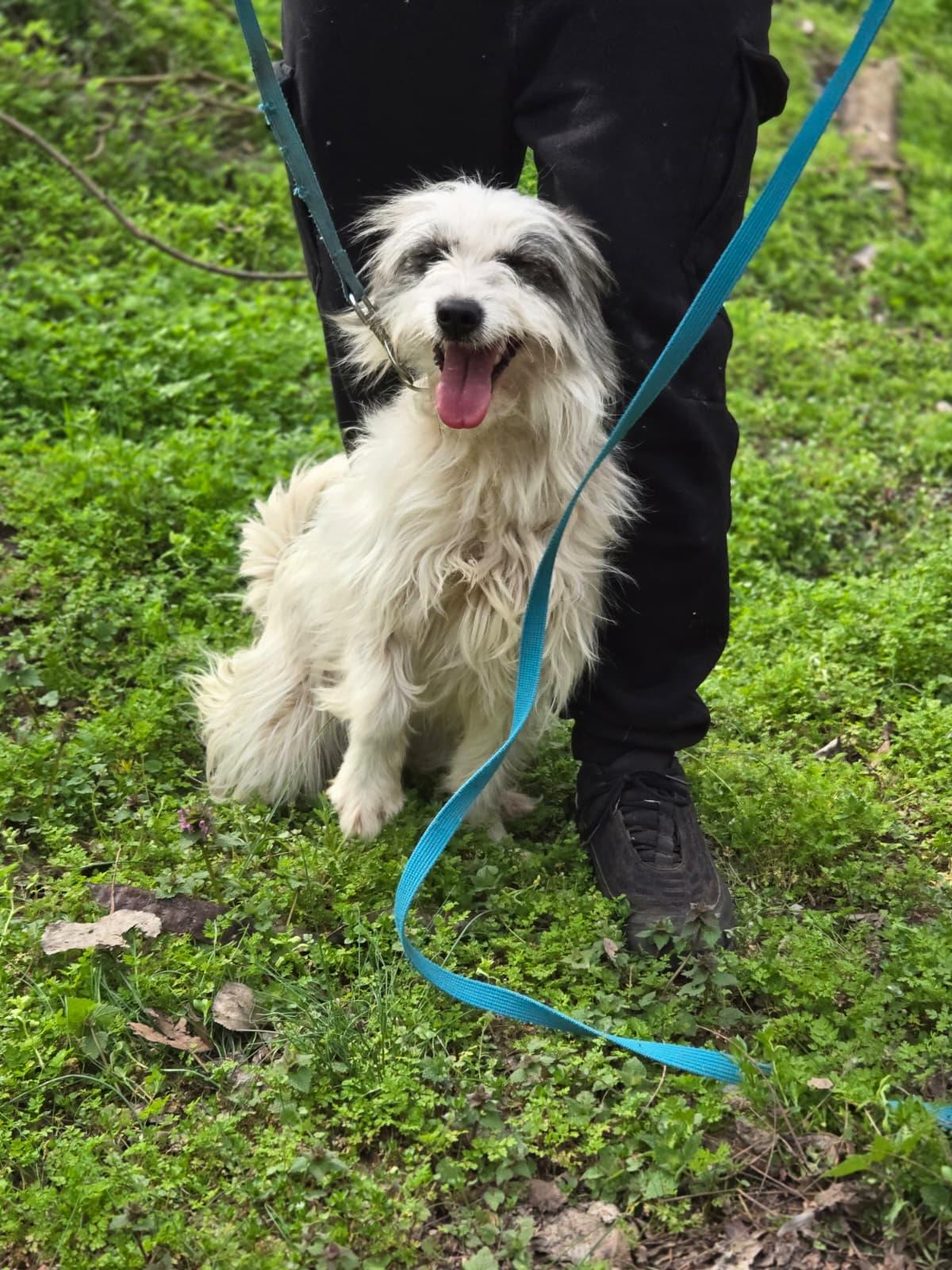 Panda Mischling – Hund Mischling sucht ein Zuhause in Ungarn