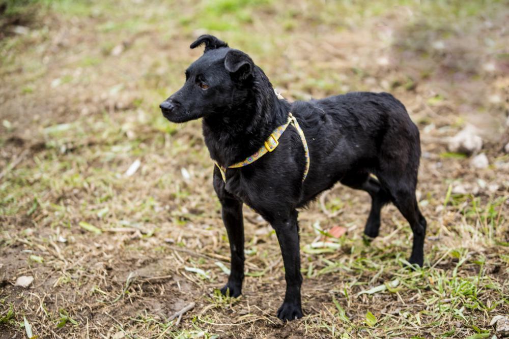 Adri Mischling – Hund Mischling sucht ein Zuhause in Ungarn
