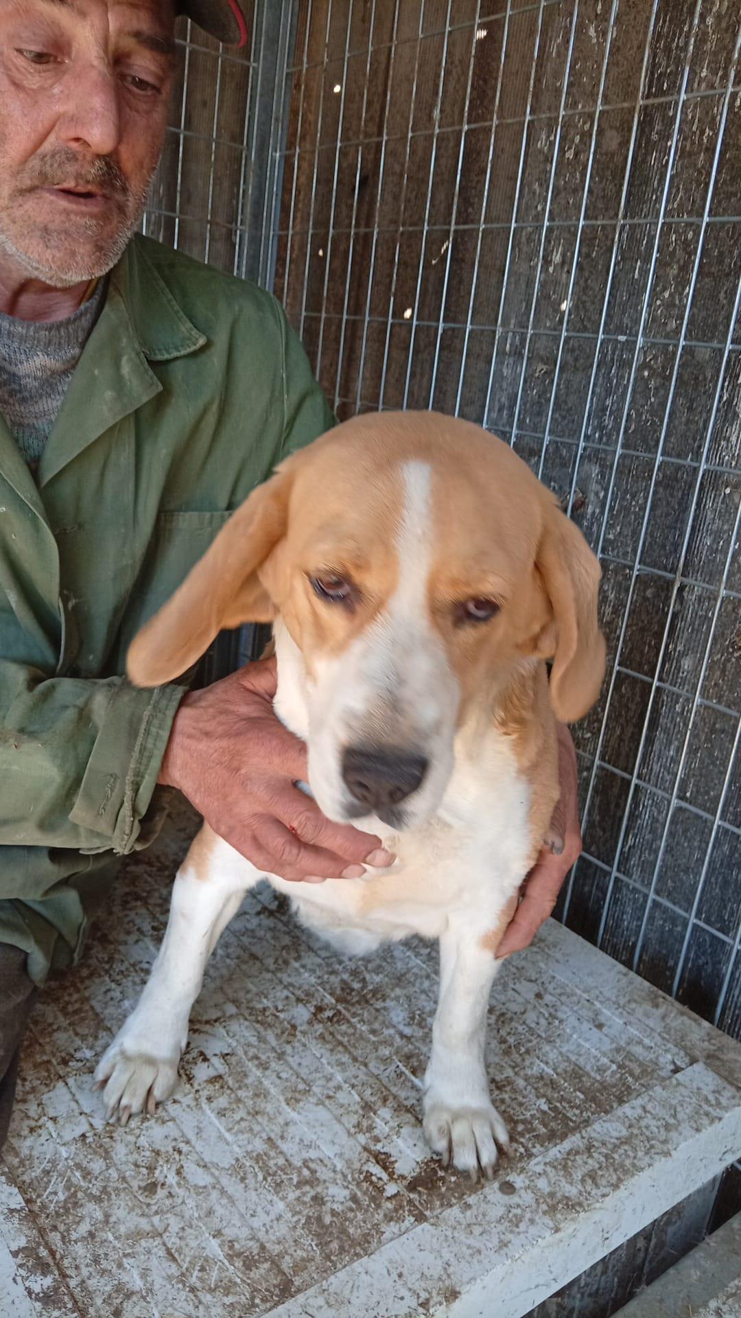 Mazli Beagle – Hund Beagle sucht ein Zuhause in Ungarn