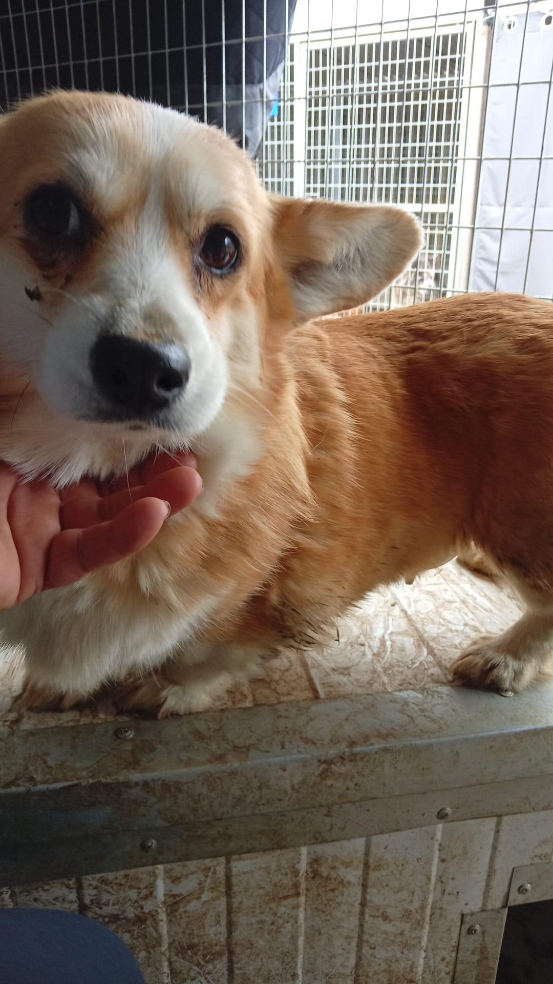 'Mezi Welsh corgi Pembroke – Hund Welsh Corgi sucht ein Zuhause in Ungarn