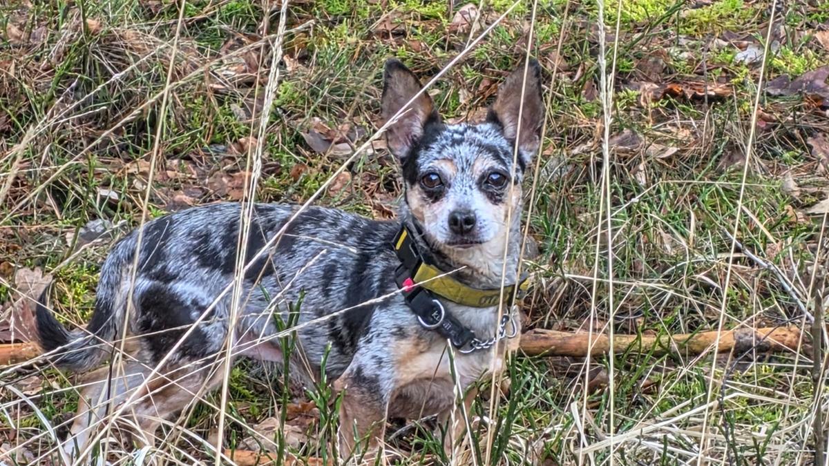 Merle Chihuahua – Hund Chihuahua sucht ein Zuhause in Ungarn