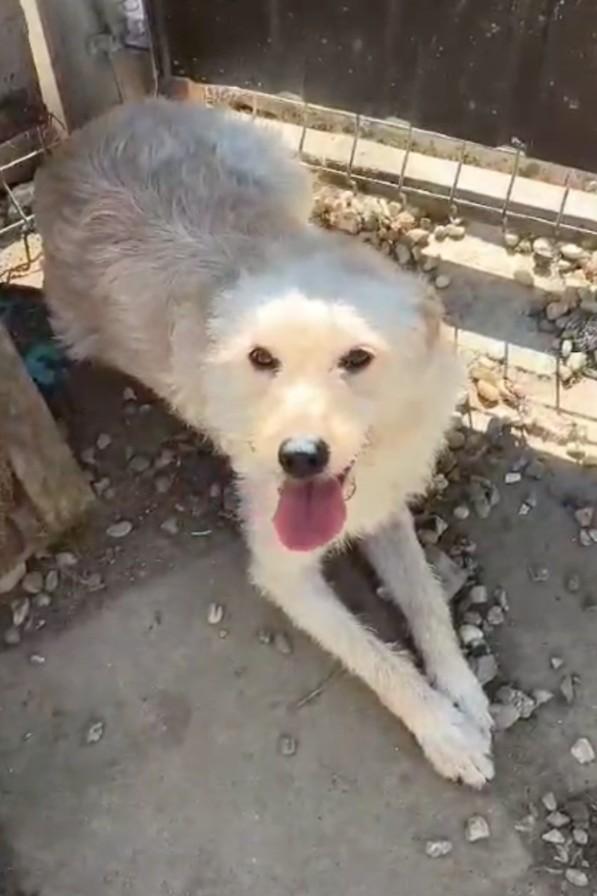 Milly Mischling – Hund Mischling sucht ein Zuhause in Ungarn