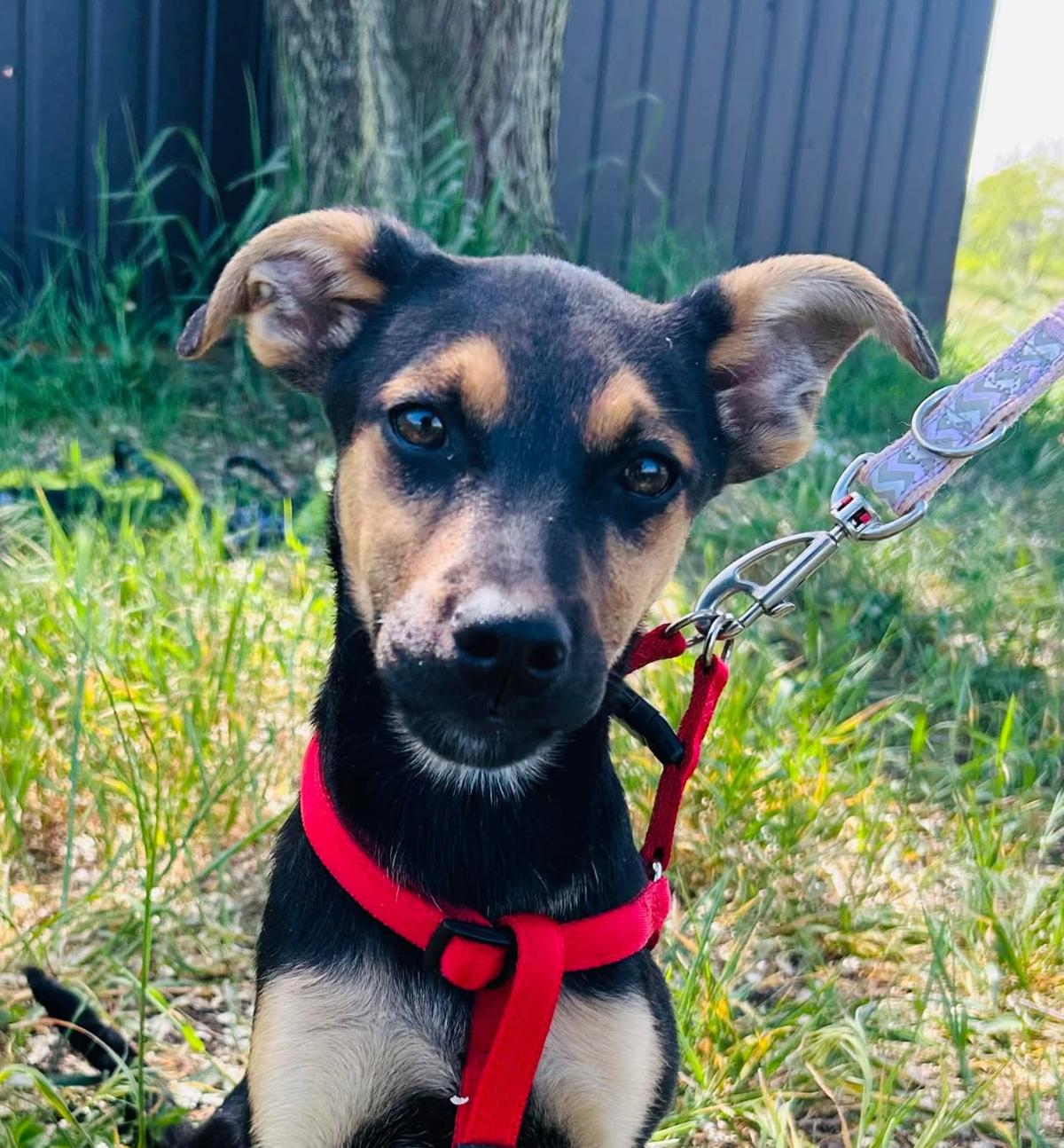 Felicitas – Hund Mischling sucht ein Zuhause in Ungarn