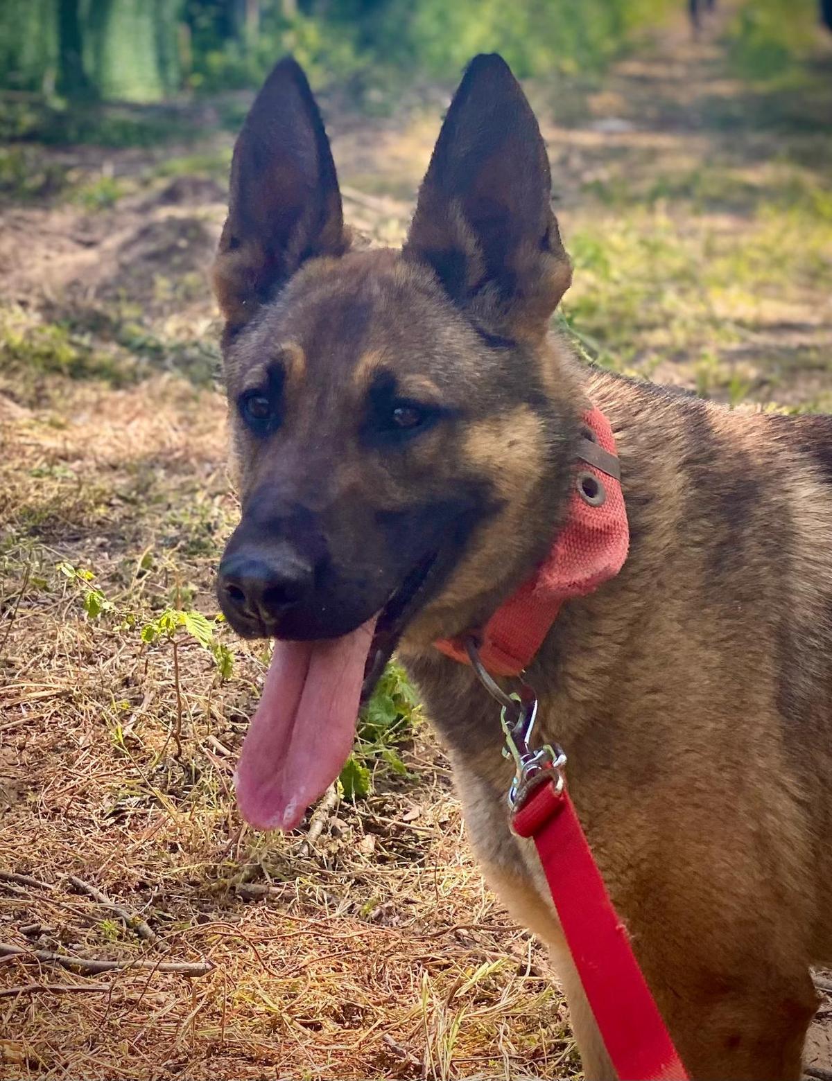 Ajax Malinois Mischling – Hund Malinois sucht ein Zuhause in Ungarn