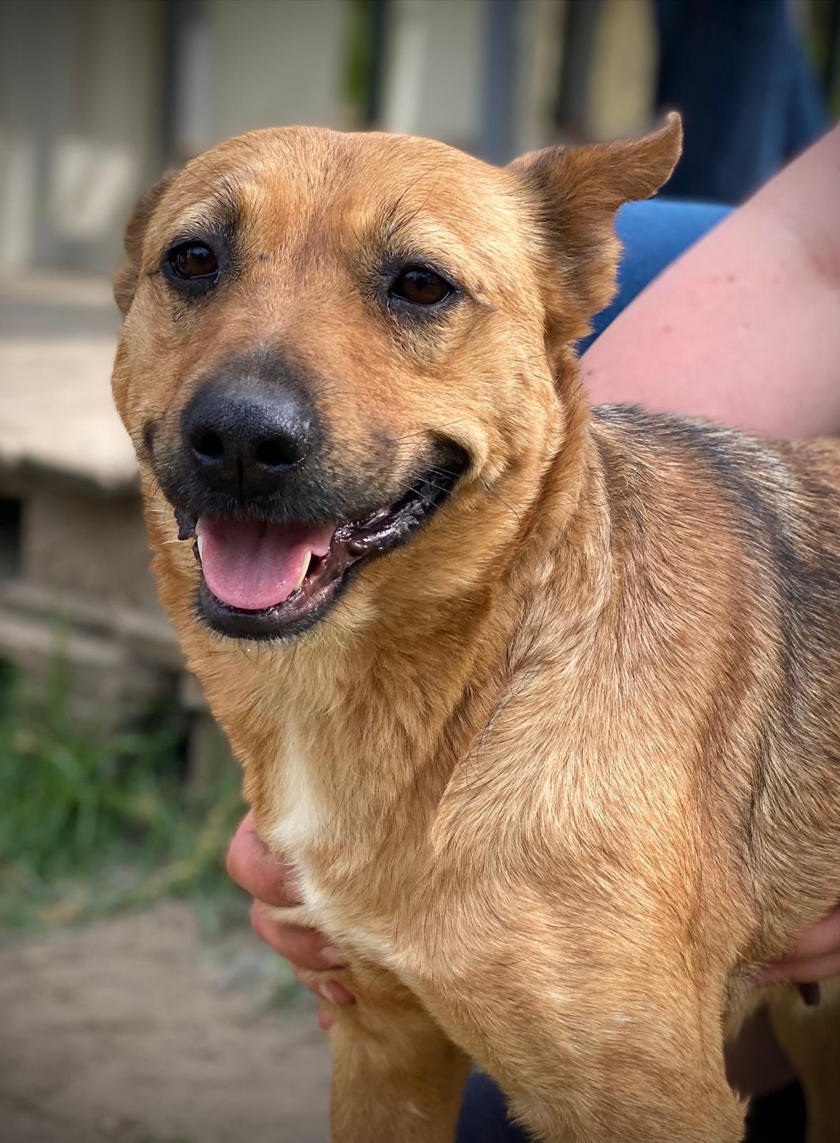 Cuki Mischling – Hund Mischling sucht ein Zuhause in Ungarn
