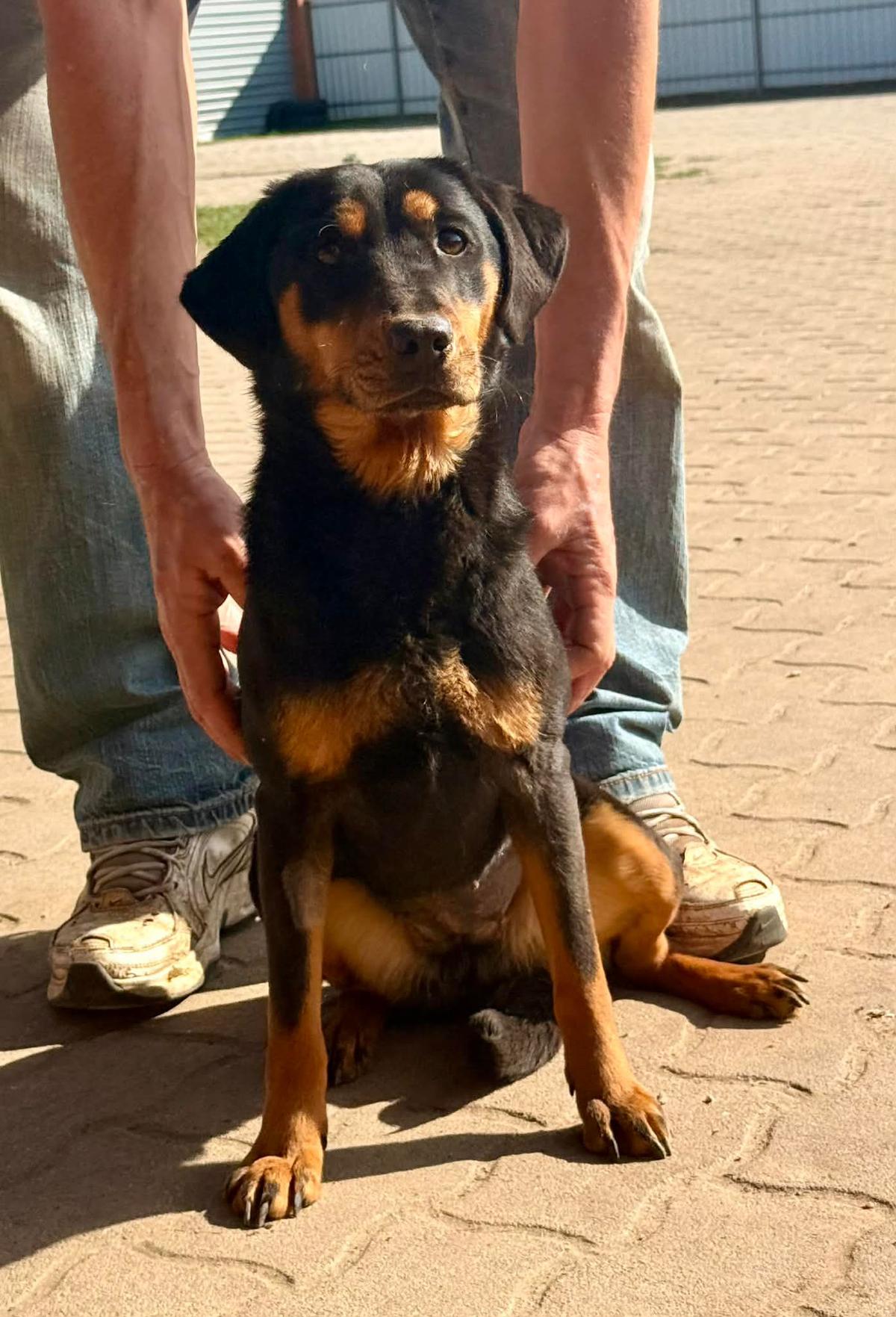 Lotti Mischling – Hund Mischling sucht ein Zuhause in Ungarn