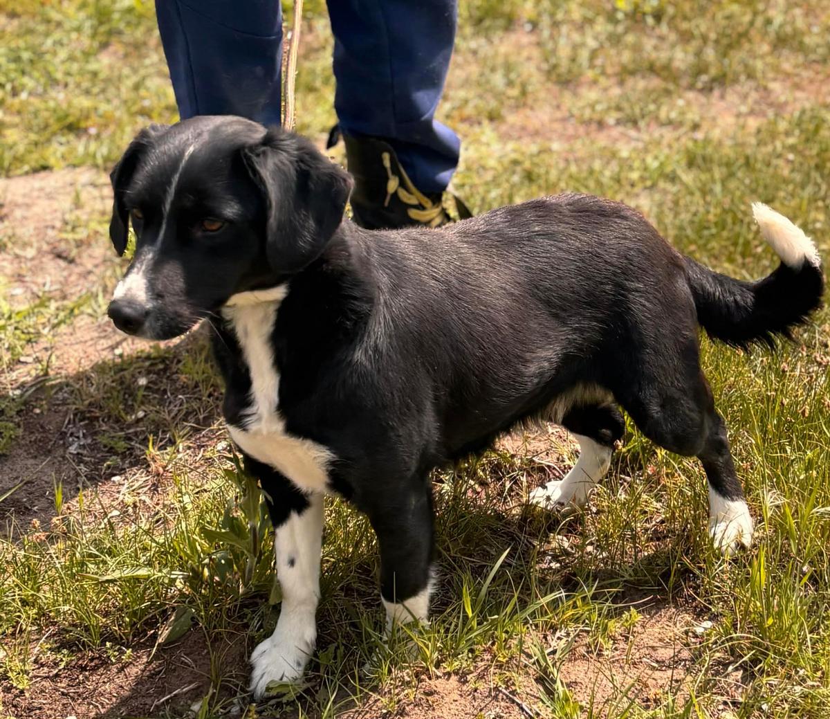 Kelly Junior Mischling – Hund Mischling sucht ein Zuhause in Ungarn