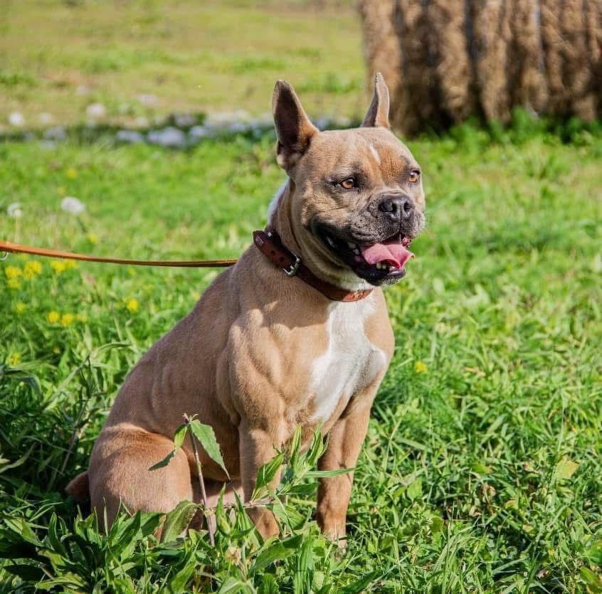 Gina French Bulldog Mischling – Hund Französische Bulldogge sucht ein Zuhause in Ungarn